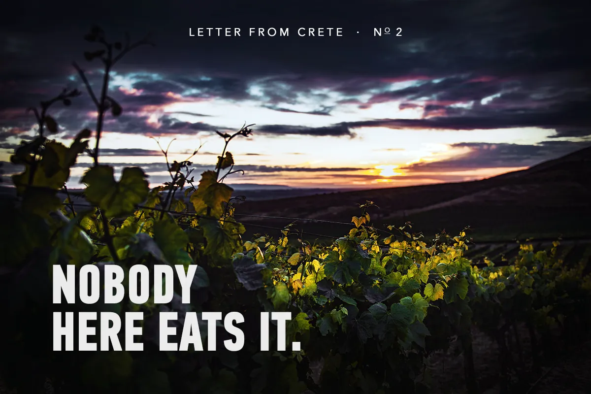 A Cretan vineyard at sunset, rows of vines running away down the hillside under a bank of cloud—Nobody here eats it.